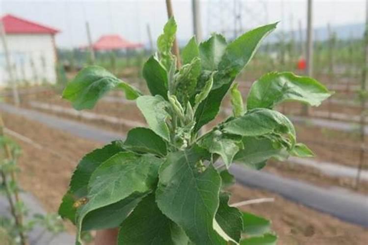 苹果着色的决定性因素有哪些？用钾肥好还是磷肥好呢？