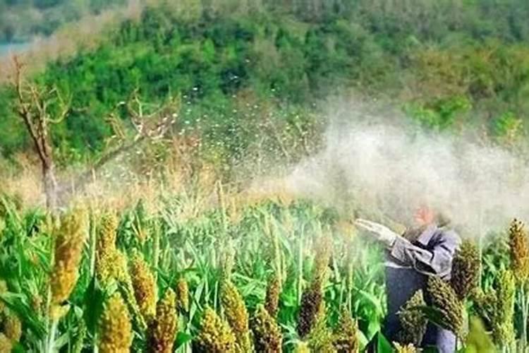 硼肥加磷酸二氢钾效果 磷酸二氢钾加硼肥的作用