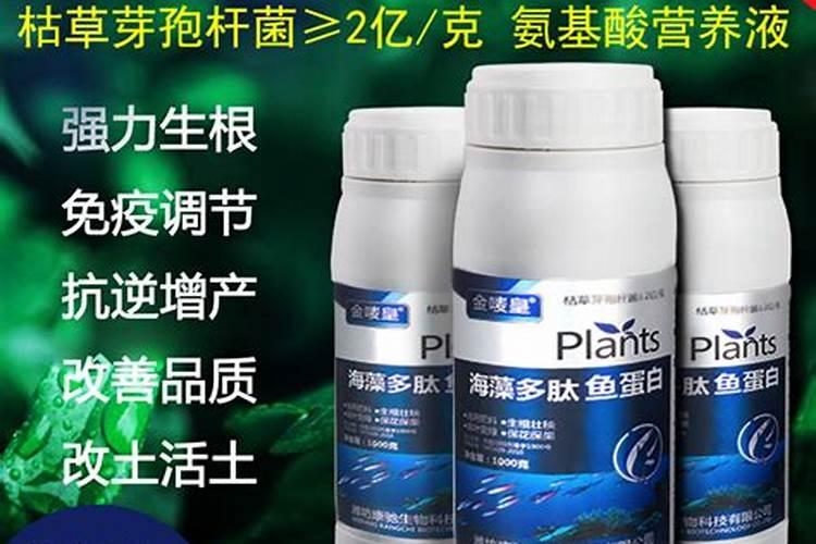 大姜种植后头两次浇水应怎么冲施肥料？