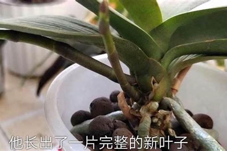 蝴蝶兰什么时候才需要补磷钾肥促花