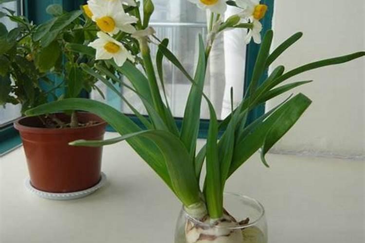 如何养好水仙花