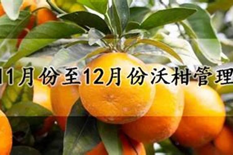 沃柑的高产种植方法