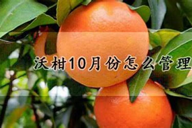 沃柑膨果期管理要点
