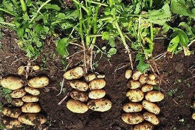养绿萝用什么肥料最好？