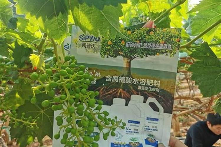 阳光玫瑰葡萄种植方法