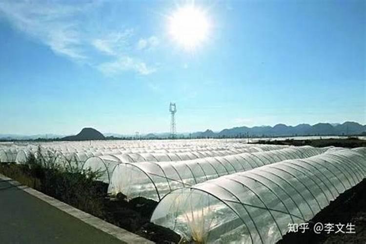 石灰氮高温闷棚杀菌消毒法,需要注意哪些问题？