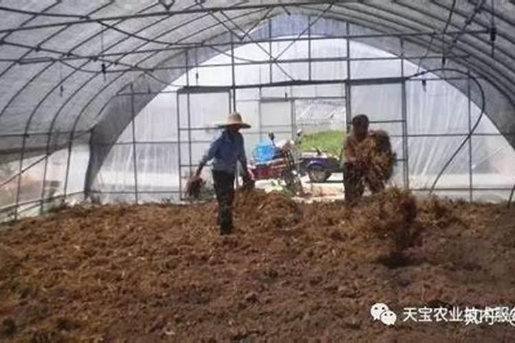 大棚土壤你是采用什么方式进行改良培肥的？