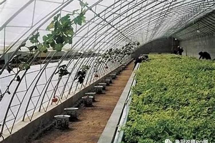 牛粪使用技巧