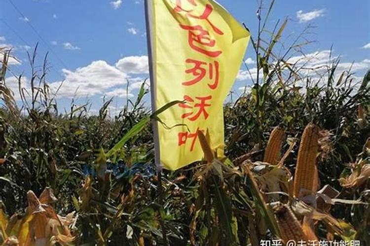 玉米施尿素好还是硝酸磷好？