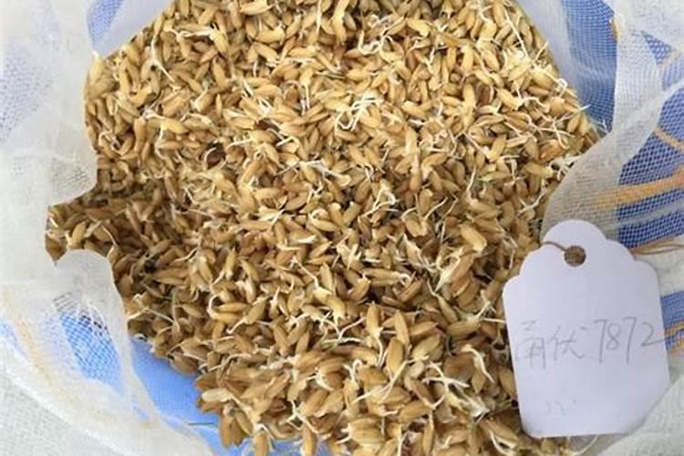甘蔗黄叶病用什么药效果好 病因及防治方法