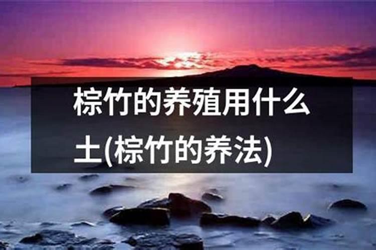 多裂棕竹叶片发黄喷什么肥？
