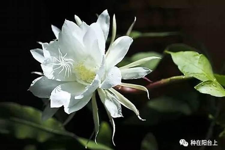 用什么花肥使花开的更鲜艳？