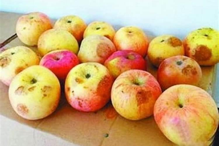 烂苹果可以埋花盆做肥料吗,弄多少合适