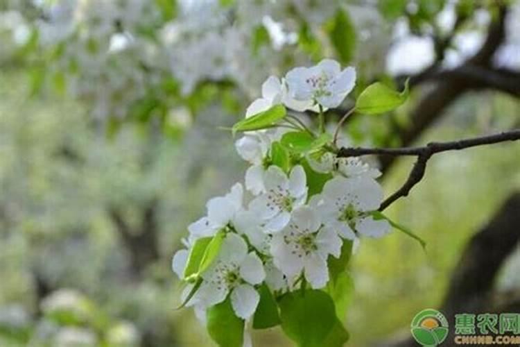 水仙养殖方法和注意事项有哪些