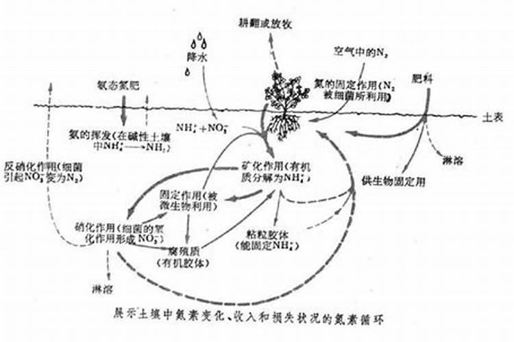 钙肥的作用及施用方法