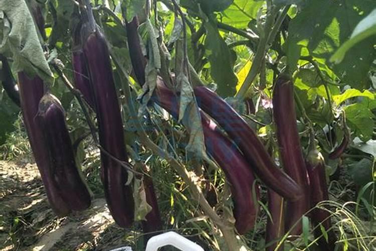种植茄子使什么样的肥料好