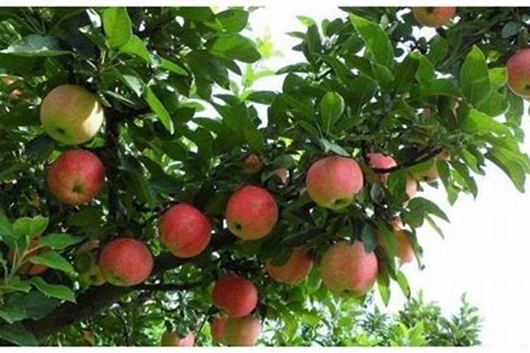 苹果树施肥时间,用什么水溶肥好