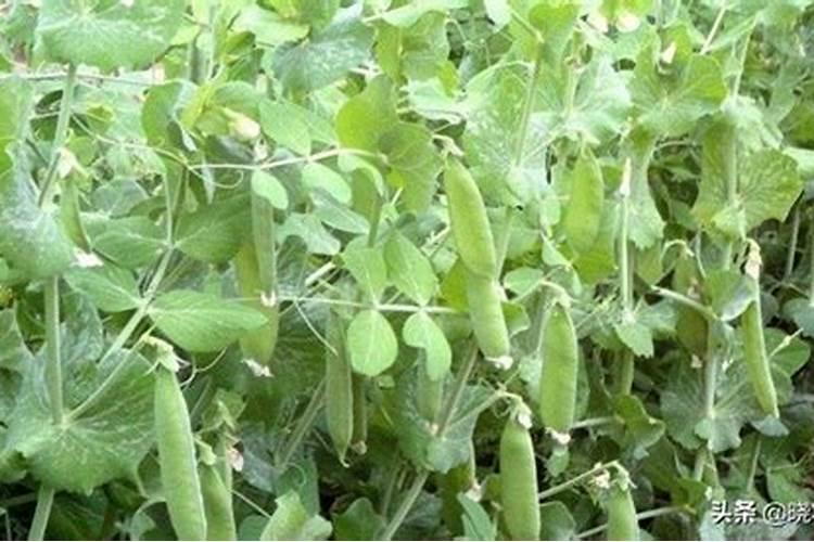 冬天种豌豆会不会冻死,附豌豆种植方法和种植时间
