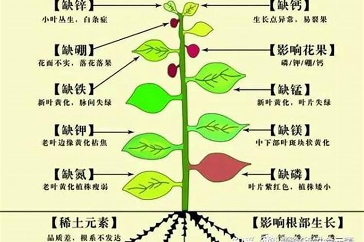 荔枝树控梢最迟到几月？