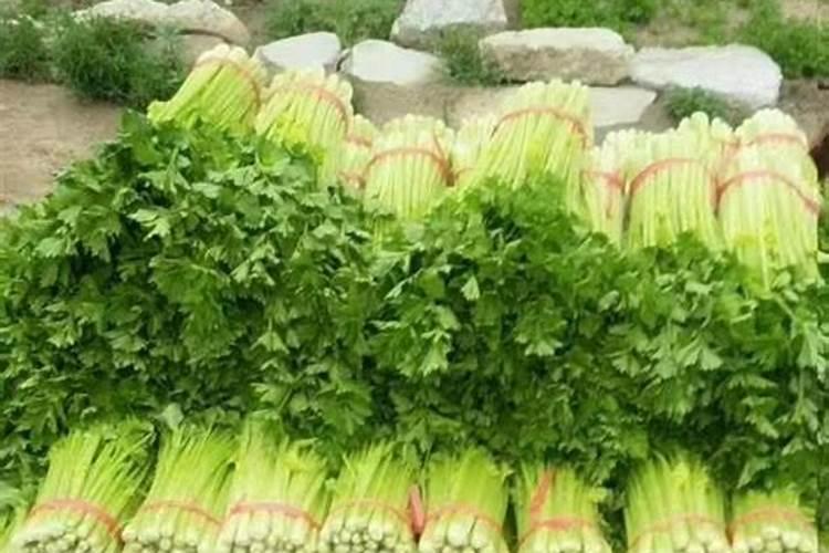 荔枝什么时候控梢