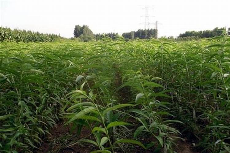 番茄挂果后怎么施肥 番茄施肥用什么肥料好