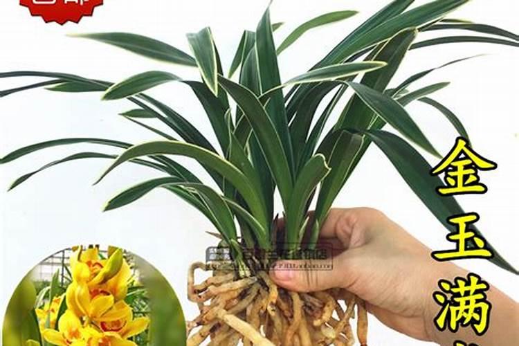 金玉满堂花怎么养才能开花结果