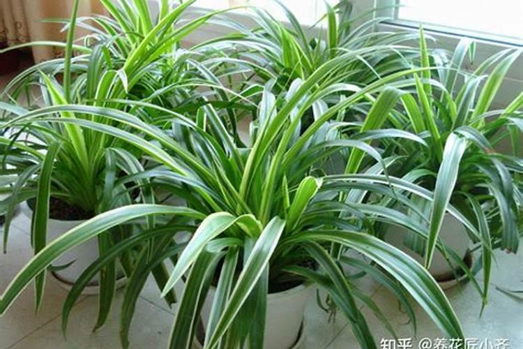 茄子追肥用什么肥料好