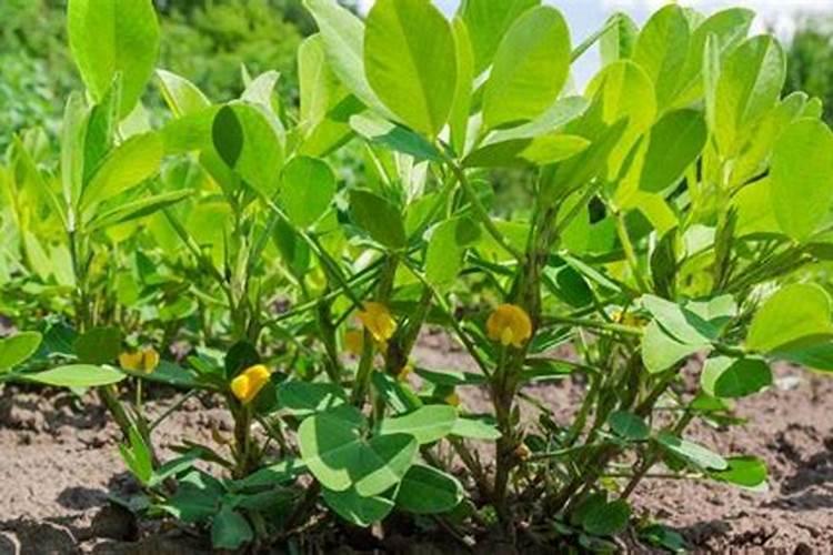 花生追钙肥什么时候最好？该如何进行追钙？