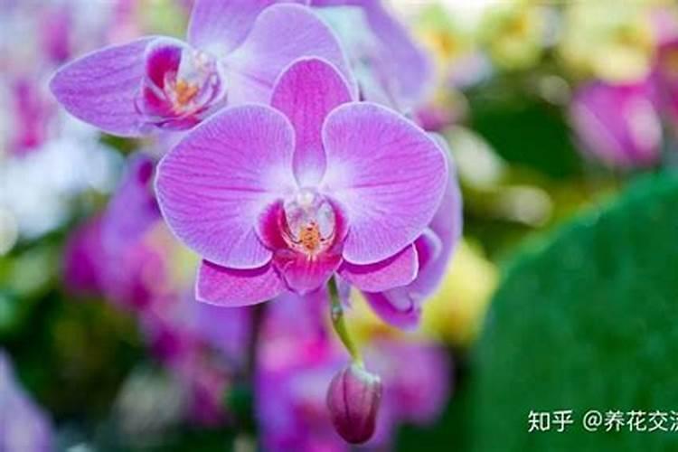 膨润土猫砂可以倒在地里吗