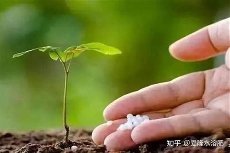 水溶肥浓度过高怎么补救