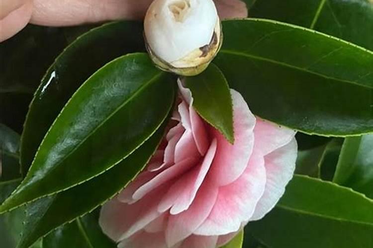 茶花施什么肥最好