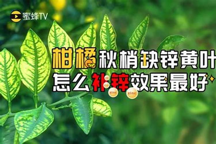 柑橘补锌方法