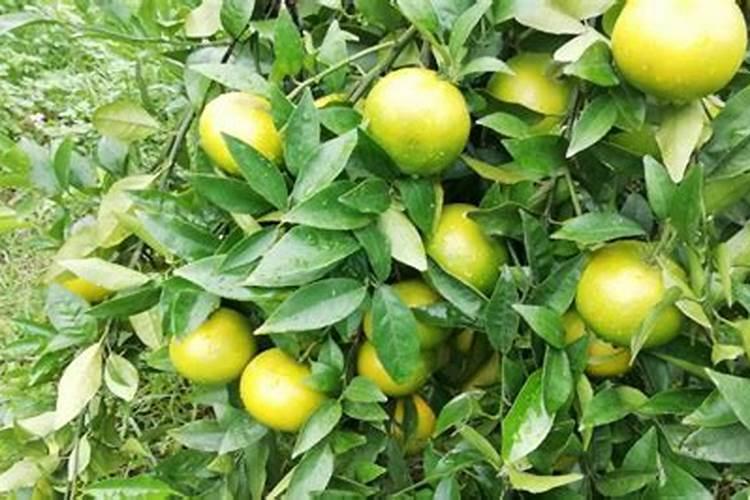 柑桔树开花期能叶面喷施24一表芸苔素内酯吗？