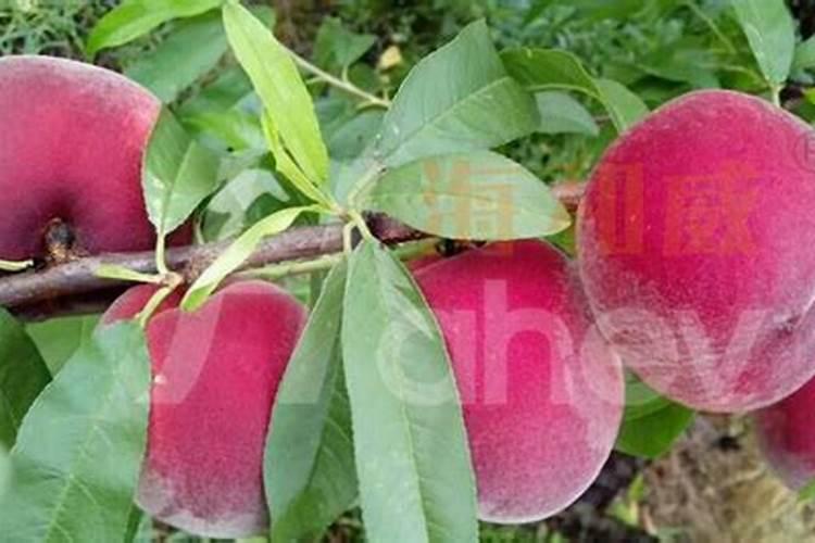 种植花生最佳的补钙时间是什么时候？补钙时需要注意什么？