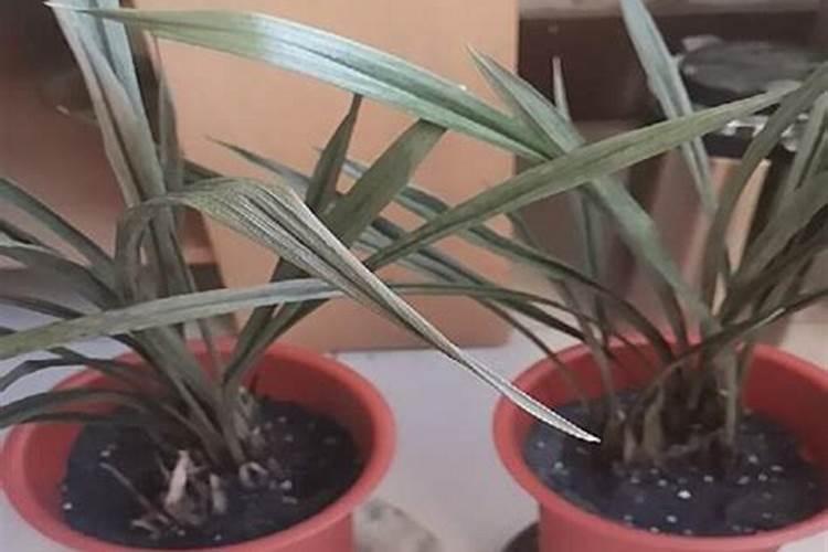 种花生撒石灰粉,什么时候撒比较合适？