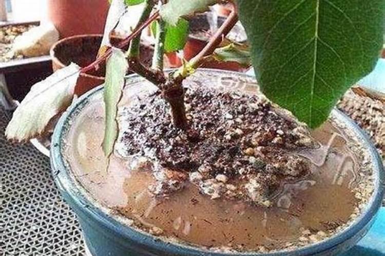 花生喷施钙肥最佳时间 什么时候使用合适