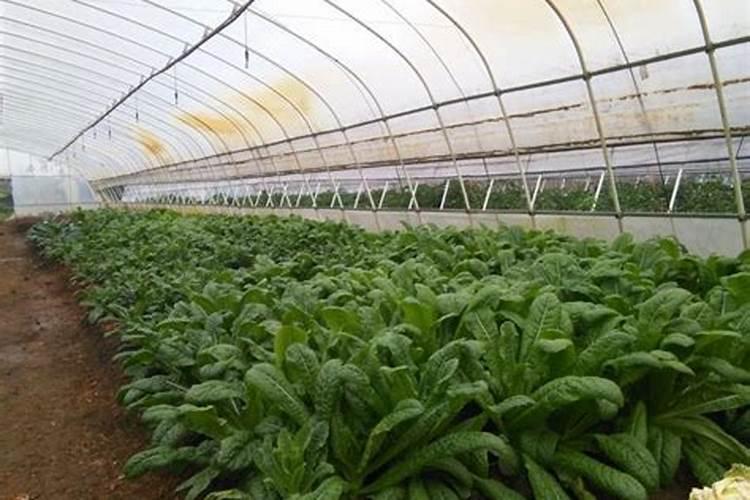 花生喷施硼肥的最佳时间 什么时候喷施最好