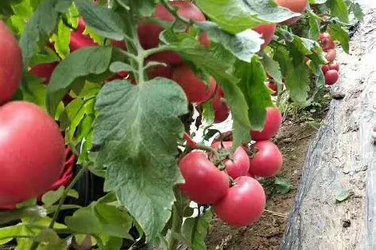 花生什么时候施钼肥好 最佳使用时间