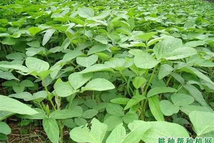 大豆追肥用什么肥料好
