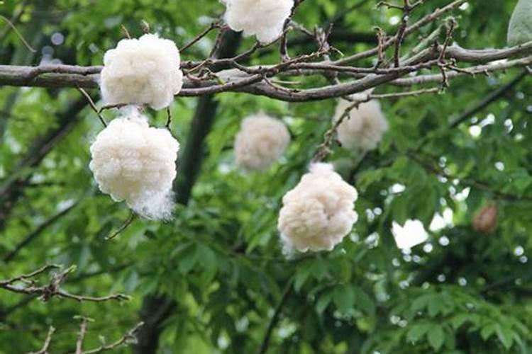紫藤先开花还是先长叶
