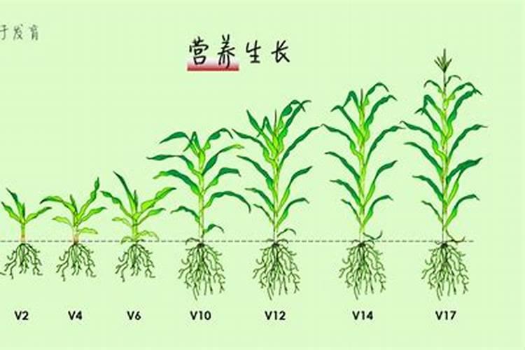 钙镁不能和什么肥一起用
