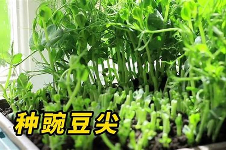 豌豆施什么肥好