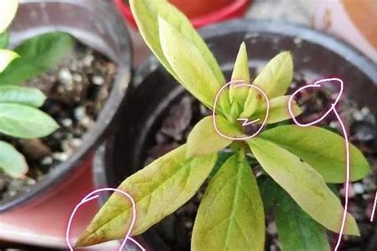 杜鹃花药害与肥害有什么区别？