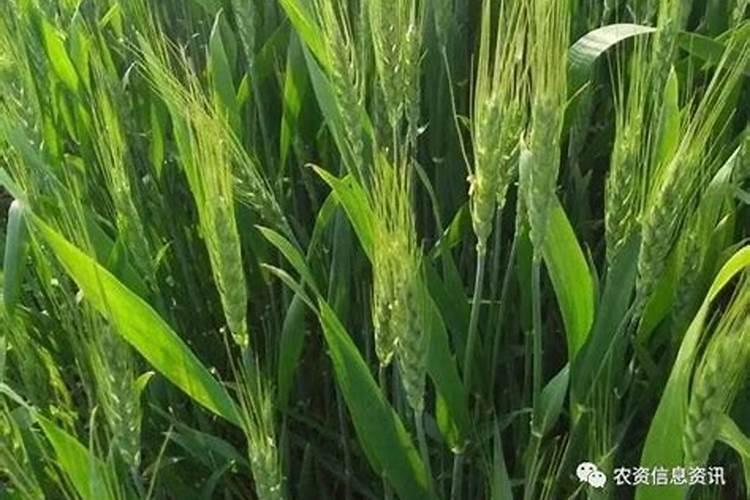 小麦后期喷什么微肥增产增重,死穗怎么防治
