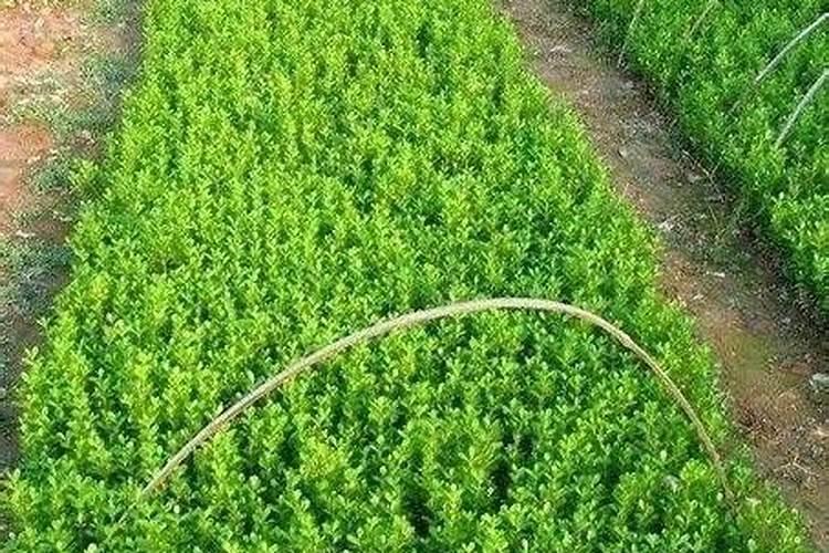 碗莲无土栽培方法