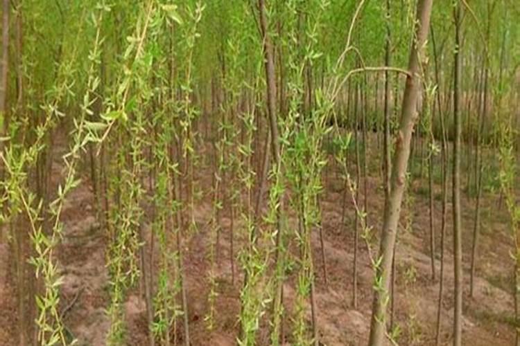 玉米底肥的正确使用方法