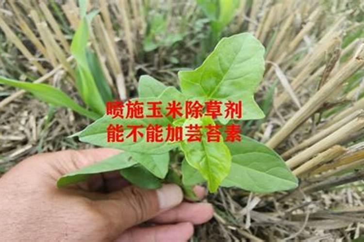 玉米除草剂加芸苔素混用效果会怎样