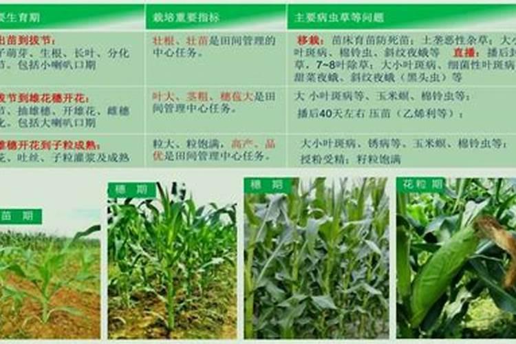玉米水溶肥的使用方法