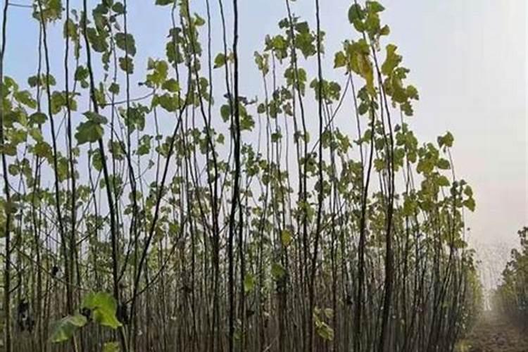磷酸氢二钾对身体有害吗