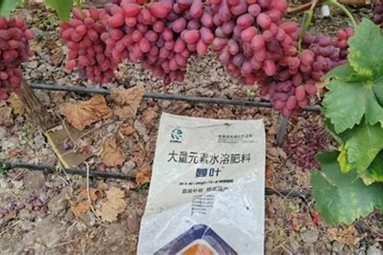 水稻分蘖期打什么叶面肥好？
